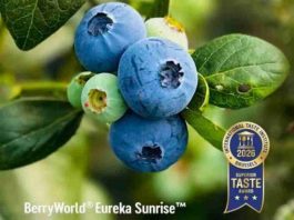 El Grupo AgroBerries amplía su cartera varietal de arándano premium con nuevos acuerdos de licencia con Mountain Blue Orchards