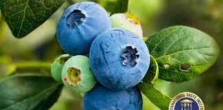 El Grupo AgroBerries amplía su cartera varietal de arándano premium con nuevos acuerdos de licencia con Mountain Blue Orchards