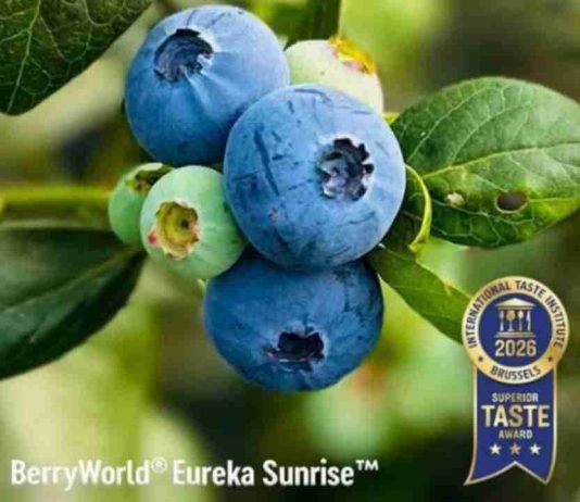 El Grupo AgroBerries amplía su cartera varietal de arándano premium con nuevos acuerdos de licencia con Mountain Blue Orchards