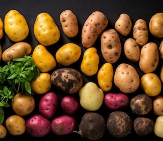 El I Simposio Internacional de la Patata, una oportunidad para reforzar su imagen como cultivo estratégico en España y la UE