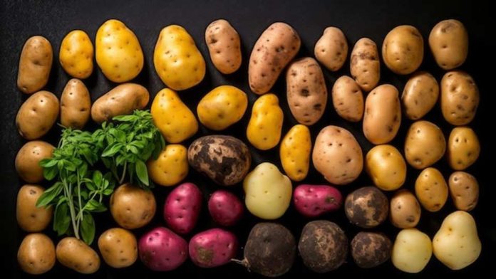 El I Simposio Internacional de la Patata, una oportunidad para reforzar su imagen como cultivo estratégico en España y la UE