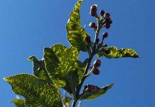 El brote de CYVCV en Alicante ya abarca 22 hectáreas de limoneros El brote de CYVCV en Alicante ya abarca 22 hectáreas de limoneros