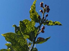 El brote de CYVCV en Alicante ya abarca 22 hectáreas de limoneros El brote de CYVCV en Alicante ya abarca 22 hectáreas de limoneros