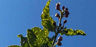 El brote de CYVCV en Alicante ya abarca 22 hectáreas de limoneros El brote de CYVCV en Alicante ya abarca 22 hectáreas de limoneros