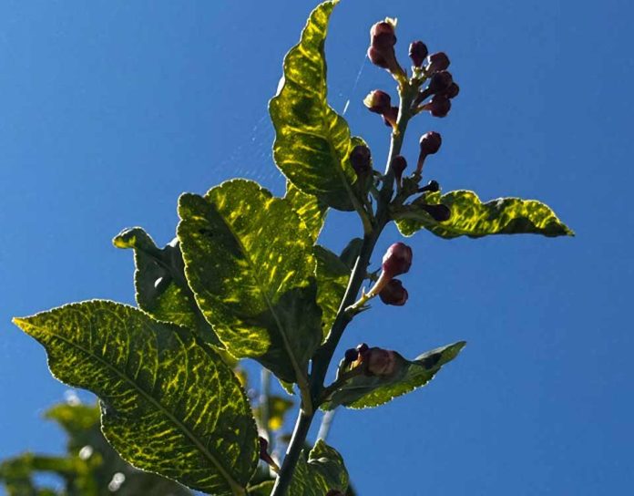 El brote de CYVCV en Alicante ya abarca 22 hectáreas de limoneros El brote de CYVCV en Alicante ya abarca 22 hectáreas de limoneros
