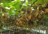 El desafío del kiwi chileno para llegar a ser el número uno del mundo La fuerte demanda internacional y nuevas tecnologías están impulsando una renovada etapa para el kiwi chileno. Sin embargo, el cambio climático, la competencia global y la búsqueda de una mejor calidad de la fruta plantean desafíos que la industria deberá enfrentar para seguir creciendo.