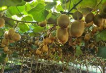El desafío del kiwi chileno para llegar a ser el número uno del mundo La fuerte demanda internacional y nuevas tecnologías están impulsando una renovada etapa para el kiwi chileno. Sin embargo, el cambio climático, la competencia global y la búsqueda de una mejor calidad de la fruta plantean desafíos que la industria deberá enfrentar para seguir creciendo.