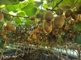 El desafío del kiwi chileno para llegar a ser el número uno del mundo La fuerte demanda internacional y nuevas tecnologías están impulsando una renovada etapa para el kiwi chileno. Sin embargo, el cambio climático, la competencia global y la búsqueda de una mejor calidad de la fruta plantean desafíos que la industria deberá enfrentar para seguir creciendo.
