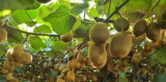 El desafío del kiwi chileno para llegar a ser el número uno del mundo La fuerte demanda internacional y nuevas tecnologías están impulsando una renovada etapa para el kiwi chileno. Sin embargo, el cambio climático, la competencia global y la búsqueda de una mejor calidad de la fruta plantean desafíos que la industria deberá enfrentar para seguir creciendo.