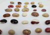 El retorno de un tesoro escondido: más de 200 variedades tradicionales de porotos vuelven a Chile de la mano de INIA El retorno de un tesoro escondido: más de 200 variedades tradicionales de porotos vuelven a Chile de la mano de INIA