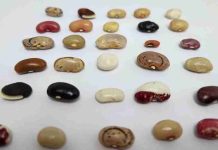 El retorno de un tesoro escondido: más de 200 variedades tradicionales de porotos vuelven a Chile de la mano de INIA El retorno de un tesoro escondido: más de 200 variedades tradicionales de porotos vuelven a Chile de la mano de INIA