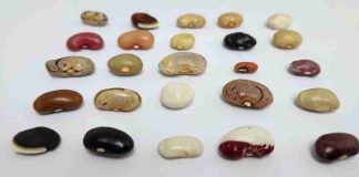 El retorno de un tesoro escondido: más de 200 variedades tradicionales de porotos vuelven a Chile de la mano de INIA El retorno de un tesoro escondido: más de 200 variedades tradicionales de porotos vuelven a Chile de la mano de INIA