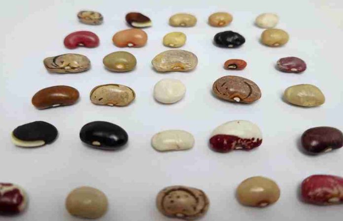 El retorno de un tesoro escondido: más de 200 variedades tradicionales de porotos vuelven a Chile de la mano de INIA