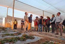 Empresa asociativa campesina de Huara recibe camión frigorífico con apoyo de INDAP: consolidarán ventas de alimentos para estudiantes de escuelas y liceos públicos de la región