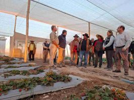Empresa asociativa campesina de Huara recibe camión frigorífico con apoyo de INDAP: consolidarán ventas de alimentos para estudiantes de escuelas y liceos públicos de la región