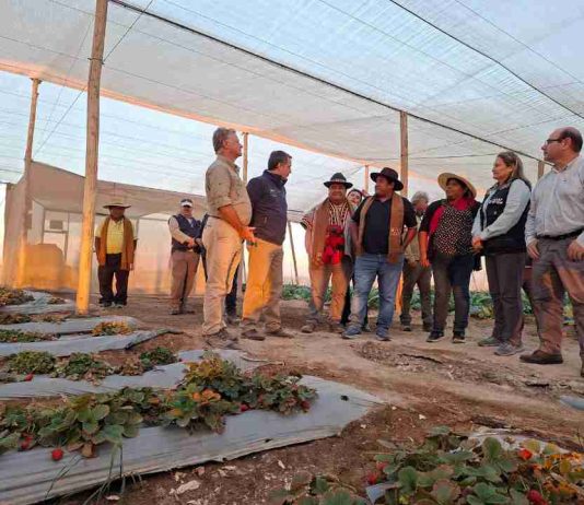 Empresa asociativa campesina de Huara recibe camión frigorífico con apoyo de INDAP: consolidarán ventas de alimentos para estudiantes de escuelas y liceos públicos de la región