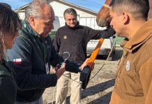 SAG se reúne con Carabineros de Chile para analizar normativa de trazabilidad Animal En Universidad de Las Américas y con la presencia del Ministro y Subsecretario de Agricultura, Colegio de Ingenieros Agrónomos de Chile realizó su ceremonia anual de premiación 2026 (1)
