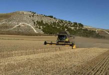 España | La producción española de trigo cae el 34,77%, según Asegrain