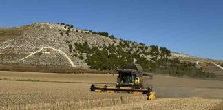 España | La producción española de trigo cae el 34,77%, según Asegrain