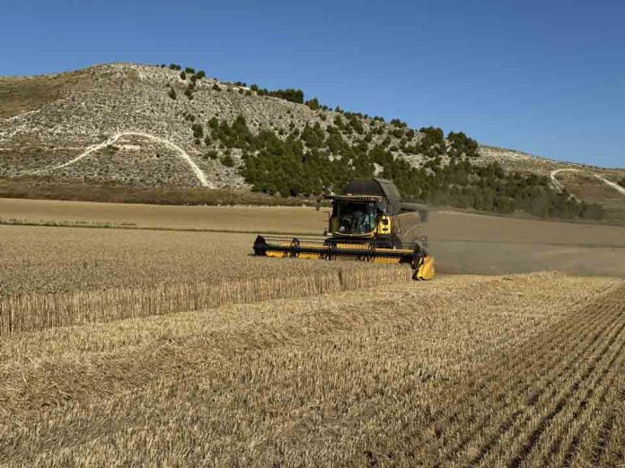 España | La producción española de trigo cae el 34,77%, según Asegrain