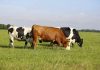 Especialistas analizan claves para mejorar la productividad y longevidad de las vacas lecheras