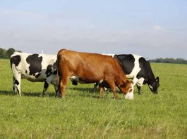 Especialistas analizan claves para mejorar la productividad y longevidad de las vacas lecheras