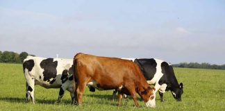 Especialistas analizan claves para mejorar la productividad y longevidad de las vacas lecheras