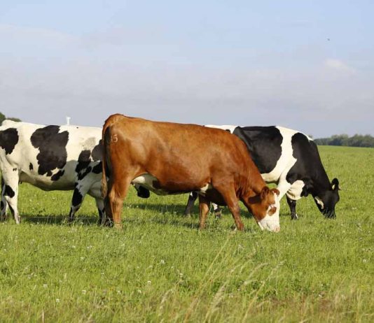 Especialistas analizan claves para mejorar la productividad y longevidad de las vacas lecheras Especialistas analizan claves para mejorar la productividad y longevidad de las vacas lecheras