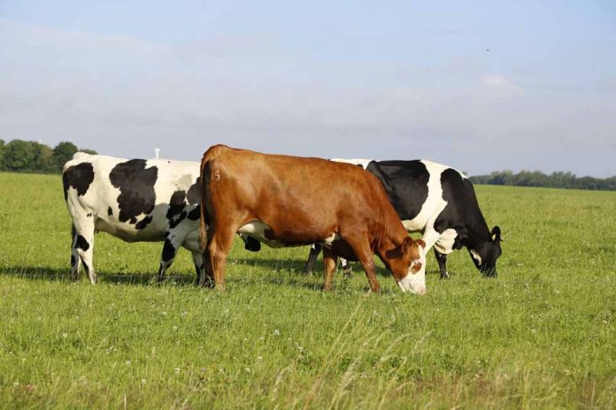 Especialistas analizan claves para mejorar la productividad y longevidad de las vacas lecheras