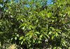 Estados Unidos | Las heladas devastan la cosecha de cerezas ácidas. Estados Unidos | Las heladas devastan la cosecha de cerezas ácidas.