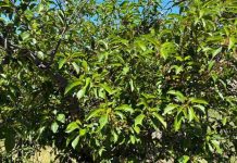 Estados Unidos | Las heladas devastan la cosecha de cerezas ácidas. Estados Unidos | Las heladas devastan la cosecha de cerezas ácidas.