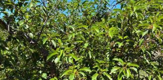 Estados Unidos | Las heladas devastan la cosecha de cerezas ácidas. Estados Unidos | Las heladas devastan la cosecha de cerezas ácidas.