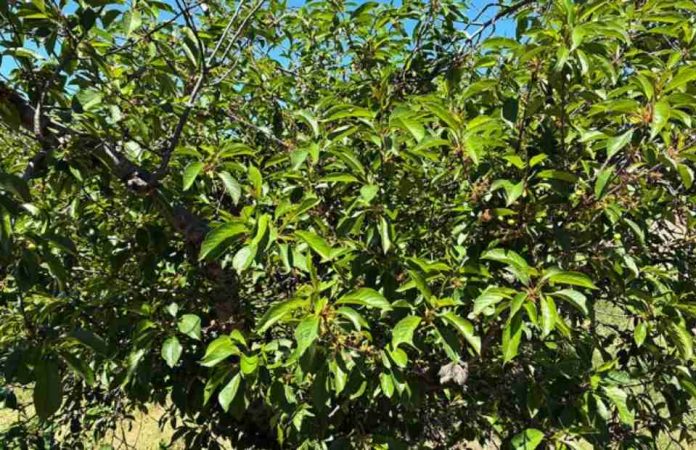 Estados Unidos Las heladas devastan la cosecha de cerezas ácidas. Estados Unidos | Las heladas devastan la cosecha de cerezas ácidas.