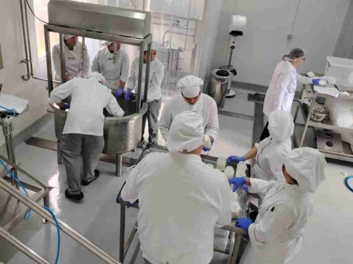 Estudiantes de INACAP Osorno aprenden a elaborar quesos con especialistas de INIA