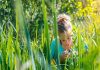 Europa aprueba las nuevas técnicas genómicas en un hito histórico para la mejora vegetal Europa aprueba las nuevas técnicas genómicas en un hito histórico para la mejora vegetal