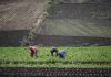 IICA pide fortalecer los sistemas agroalimentarios de América para garantizar la estabilidad global