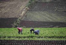 IICA pide fortalecer los sistemas agroalimentarios de América para garantizar la estabilidad global