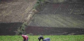 IICA pide fortalecer los sistemas agroalimentarios de América para garantizar la estabilidad global