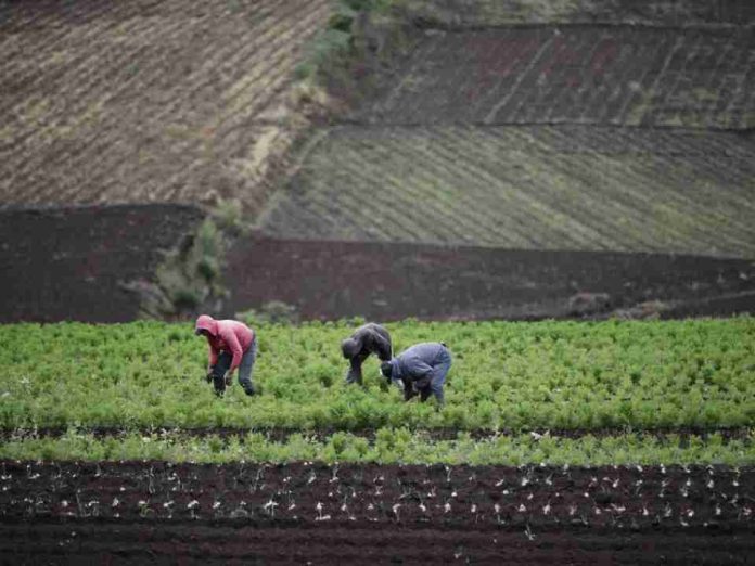 IICA pide fortalecer los sistemas agroalimentarios de América para garantizar la estabilidad global IICA pide fortalecer los sistemas agroalimentarios de América para garantizar la estabilidad global