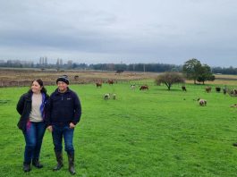 INDAP entregó $186 millones en Capital de Trabajo a agricultores de Yumbel, Cabrero y San Rosendo INDAP entregó $186 millones en Capital de Trabajo a agricultores de Yumbel, Cabrero y San Rosendo