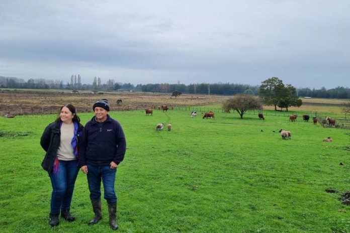 INDAP entregó $186 millones en Capital de Trabajo a agricultores de Yumbel, Cabrero y San Rosendo INDAP entregó $186 millones en Capital de Trabajo a agricultores de Yumbel, Cabrero y San Rosendo