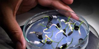 Noticia: Impulsan en La Serena centro pionero para conservar flora nativa y...