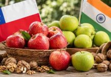 India acelera como destino relevante para Chile: manzanas frescas y nueces impulsan envíos India acelera como destino relevante para Chile: manzanas frescas y nueces impulsan envíos