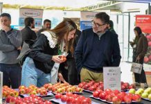 Industria de la manzana analiza estrategias ante llegada de fenómeno El Niño Industria de la manzana analiza estrategias ante llegada de fenómeno El Niño