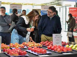 Industria de la manzana analiza estrategias ante llegada de fenómeno El Niño Industria de la manzana analiza estrategias ante llegada de fenómeno El Niño
