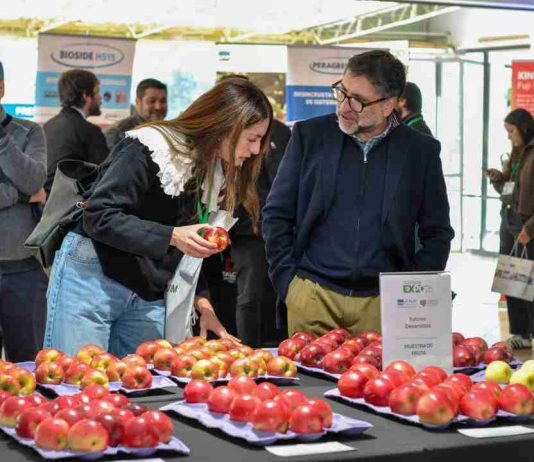 Industria de la manzana analiza estrategias ante llegada de fenómeno El Niño Industria de la manzana analiza estrategias ante llegada de fenómeno El Niño