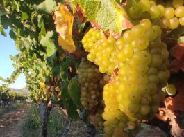 ANIAE elabora Informe de Vendimia 2026