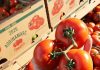 Ingreso de tomate ariqueño a Lo Valledor crece 20% en mayo y supera las 14 mil toneladas Ingreso de tomate ariqueño a Lo Valledor crece 20% en mayo y supera las 14 mil toneladas