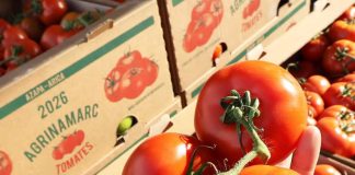 Ingreso de tomate ariqueño a Lo Valledor crece 20% en mayo y supera las 14 mil toneladas Ingreso de tomate ariqueño a Lo Valledor crece 20% en mayo y supera las 14 mil toneladas