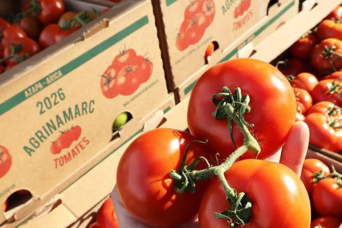 Ingreso de tomate ariqueño a Lo Valledor crece 20% en mayo y supera las 14 mil toneladas Ingreso de tomate ariqueño a Lo Valledor crece 20% en mayo y supera las 14 mil toneladas